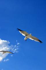 seagull flying 