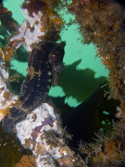 Close up of a wild brown colored Whites seahorse, sea horse (Hippocampus Whitei) clinging at the shark net of Watsons Bay aquatic pool