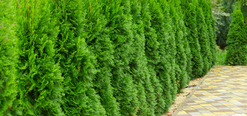 Thuja at the road in the summer. Decorative Thuya