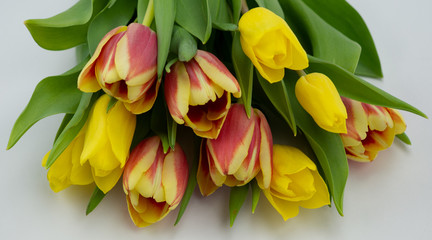 colorful spring flowers bouquet of tulips on a white background