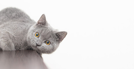 A grey smoky furry British cat looks at the camera on a white background with space for text. The concept of Studio photography for articles and advertisements about Pets and caring