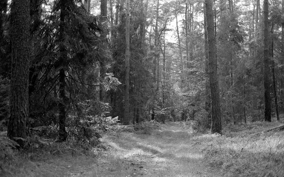 black and white forest