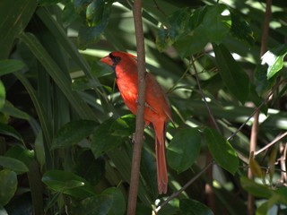 Northern Cardinal