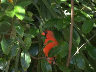 Northern Cardinal