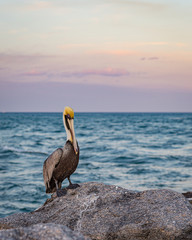 Brown Pelican in Jupiter Inlet Florida