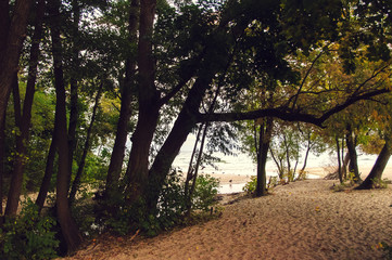 Forest, shoreline, sea, beach