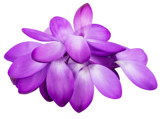 Crocus flower isolated on white background with clipping path