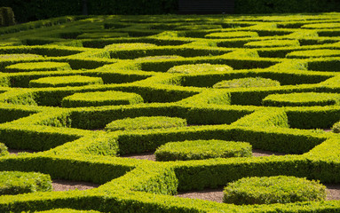 Green Hedge Garden  Maze in Belgium