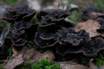Mushrooms are poisonous in dry leaves