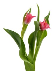 posy of red tulips close up