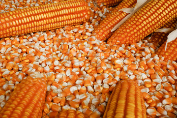 Corn for livestock