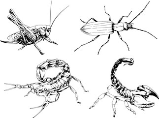 vector drawings sketches different insects bugs Scorpions spiders drawn in ink by hand , objects with no background