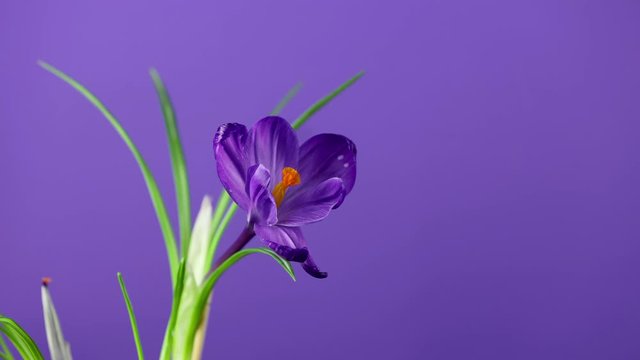 Crocuses. Time lapse of bright blue or violet lilac crocuses or saffron flower blooming on purple or violet background. Holiday bouquet. 4K video.