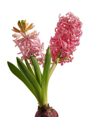 fragrant white and pink hyacinth flower close up 