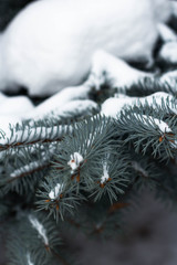 Naklejka na ściany i meble outdoor nature snow cold winter pine forest snow tree natural season frost white ice landscape environment frozen spruce Park tree December lovely scene trees needles fresh green snowflake coniferous 