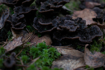 Mushrooms are poisonous in dry leaves