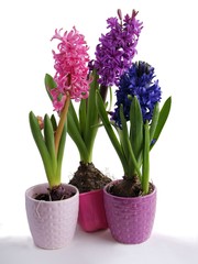 Naklejka na ściany i meble spring plant hyacinth with lila fragrant flowers