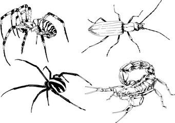 vector drawings sketches different insects bugs Scorpions spiders drawn in ink by hand , objects with no background