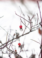 fresh bunch garden plant snow background close up outdoor Christmas tree nature natural snowy season December Weather frost red branch berries ice cold winter bright beauty berry Rowan Rowan under sno