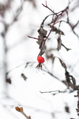 fresh bunch garden plant snow background close up outdoor Christmas tree nature natural snowy season December Weather frost red branch berries ice cold winter bright beauty berry Rowan Rowan under sno