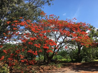 Red tree