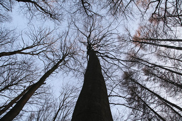 Blick in Baumkohnen im Wald Forrest Herbst Winter