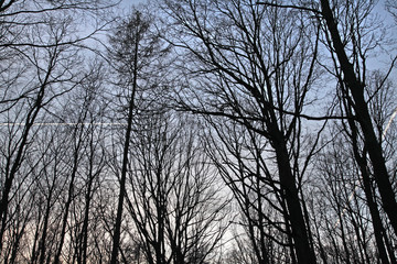 Blick in Baumkohnen im Wald Forrest Herbst Winter