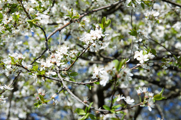 white flowers in spring