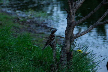 bird on a branch near the water