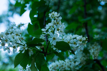 branch of a blossoming apple tree