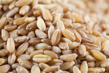 wheat seeds as textured background