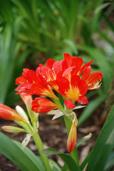 Close-up view of bright red clivia lily blossoms in early spring