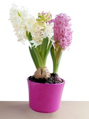 fragrant white and pink hyacinth flower close up 