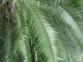 Palmblätter, palm leaves