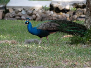 Obraz premium Peacock