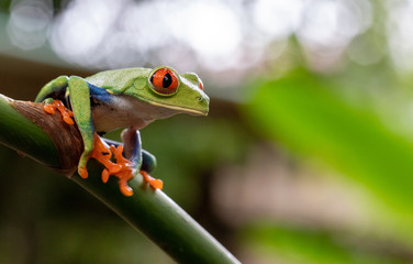 green tree frog