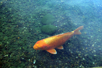 Naklejka premium golden carp in the lake