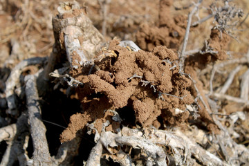Termites eating the thorny cactus plant.