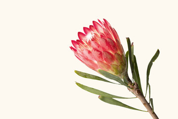 Close-up of a protea flower isolated on white background - 329874935