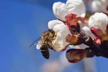 Honey bee. Honey bee pollinating white flowers of peach tree in spring orchard, natural spring background