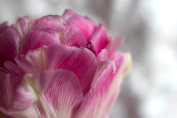 Macro of tulip petals in full bloom. Selective focus