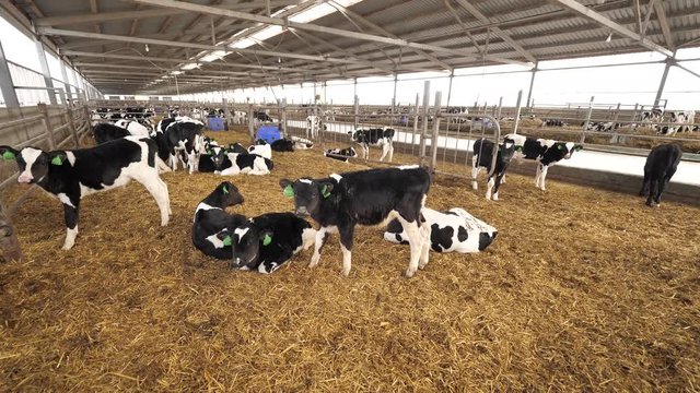 A lot of cows in the cowhouse, aerial shot inside farm