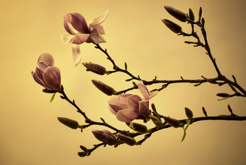 Fototapeta premium Frühling