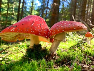 two red mushrooms in the forest
