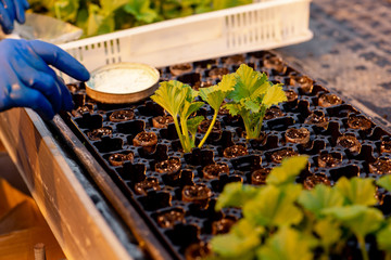 Little pelargoniums in peat pills in a greenhouse. Gardener's hand in frame. Work in garden. Spring...
