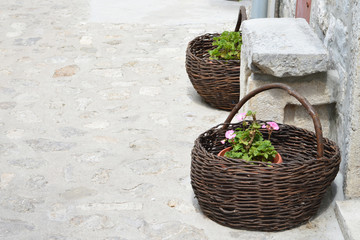 Geranium flower planted in woven basket