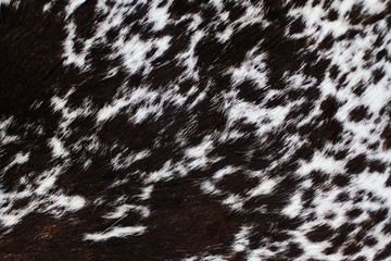 Spotted animal skin.Natural hard pile.Dark brown and white color.