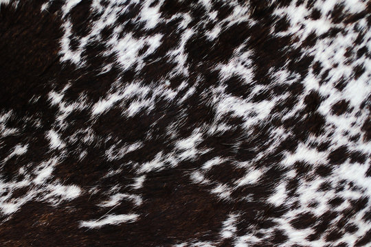 Spotted animal skin.Natural hard pile.Dark brown and white color.