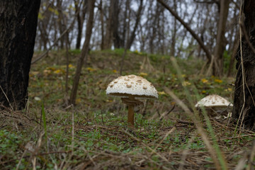 mushrooms which grow in wood