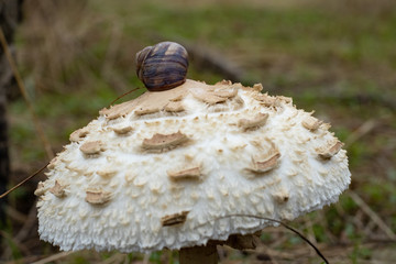 mushrooms which grow in wood